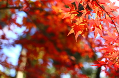 Maple last
