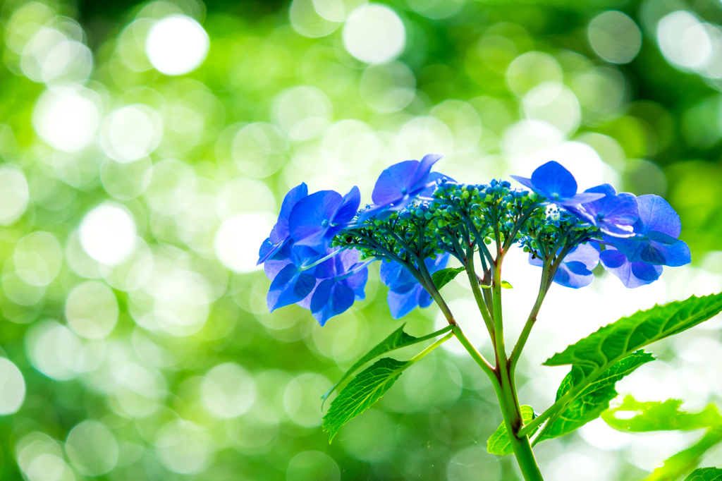明月院・紫陽花 VI