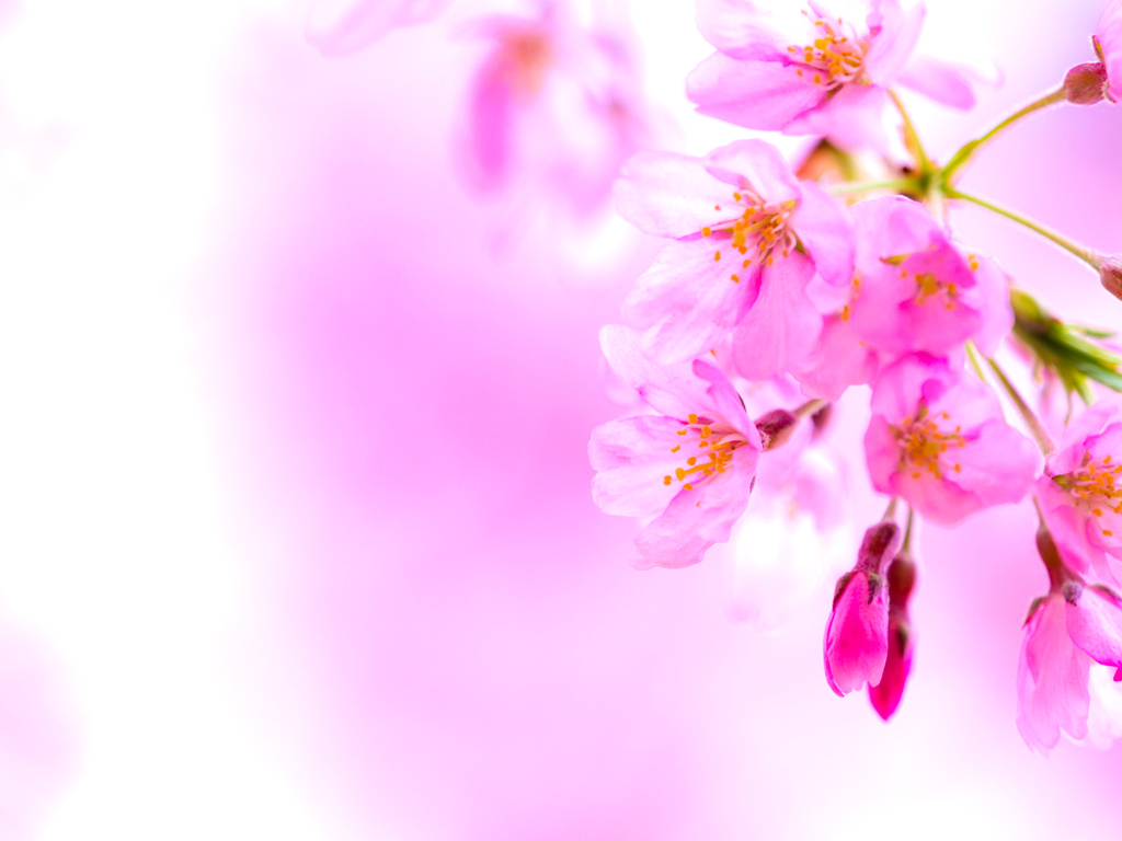 盛岡・朝桜 XII