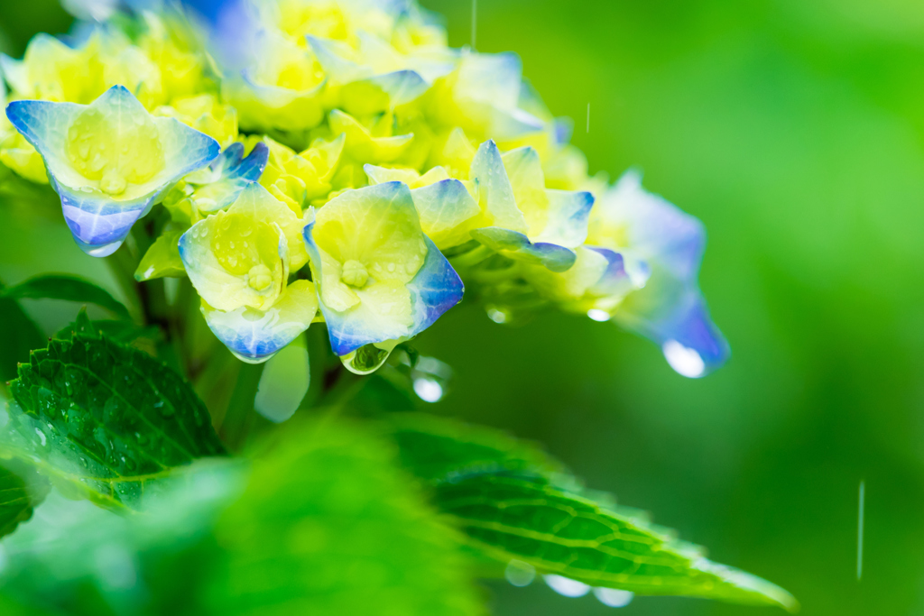 雨の箱根 IV