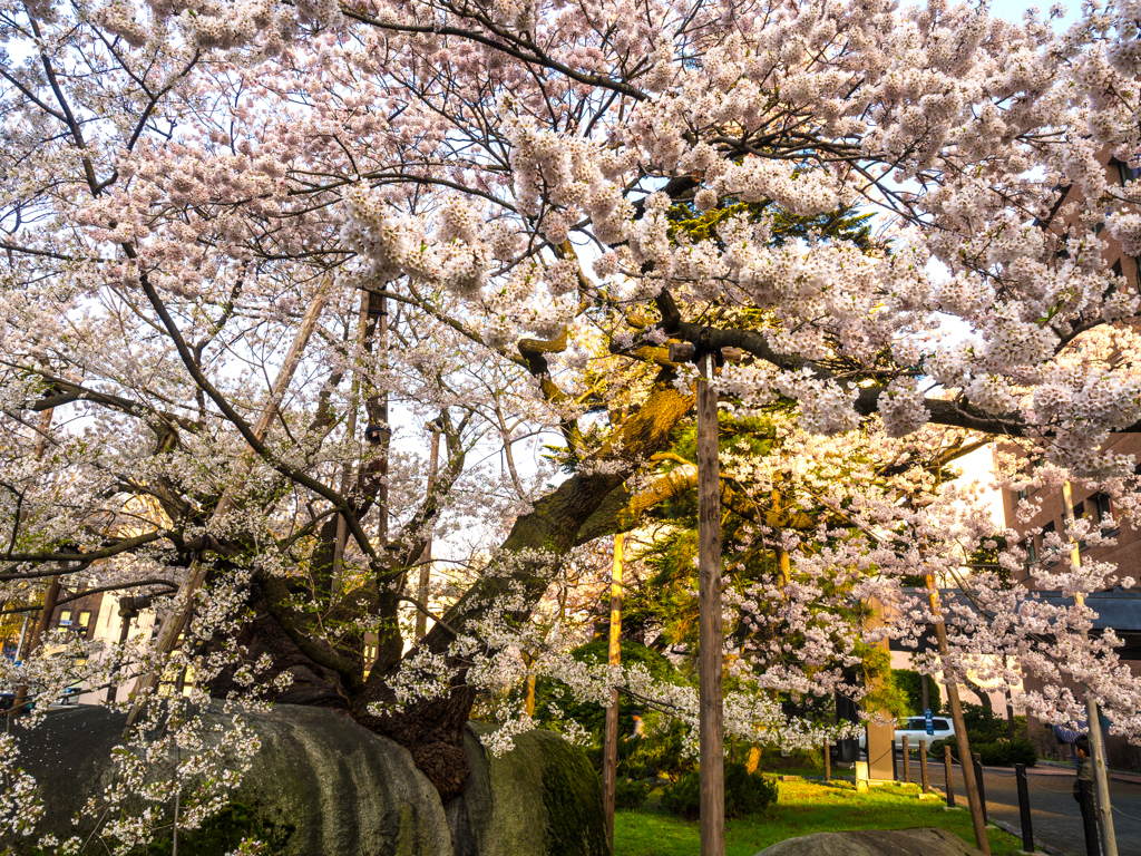 盛岡・朝桜 V