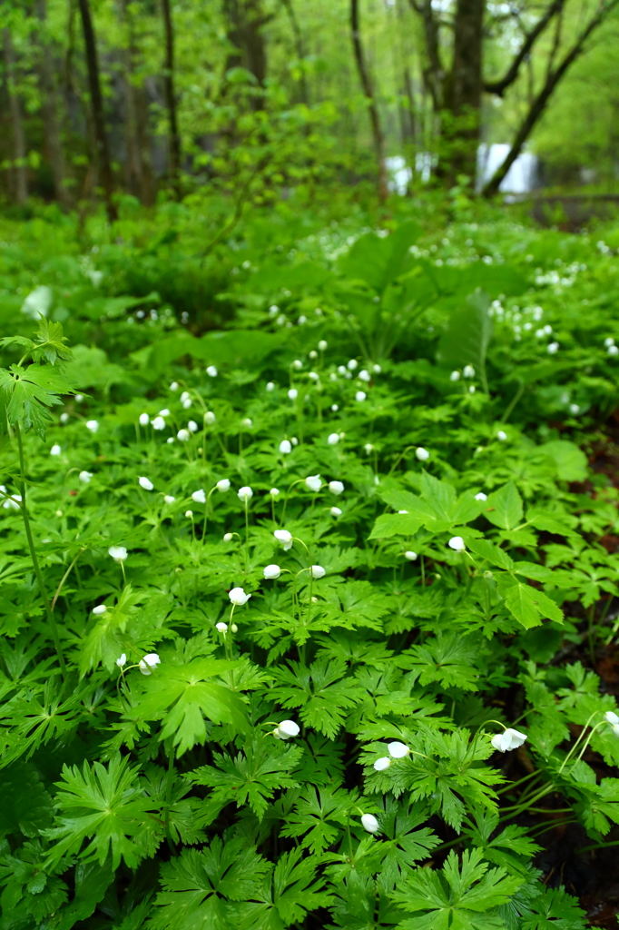 雨の奥入瀬 VII