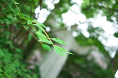 霧の軽井沢にて