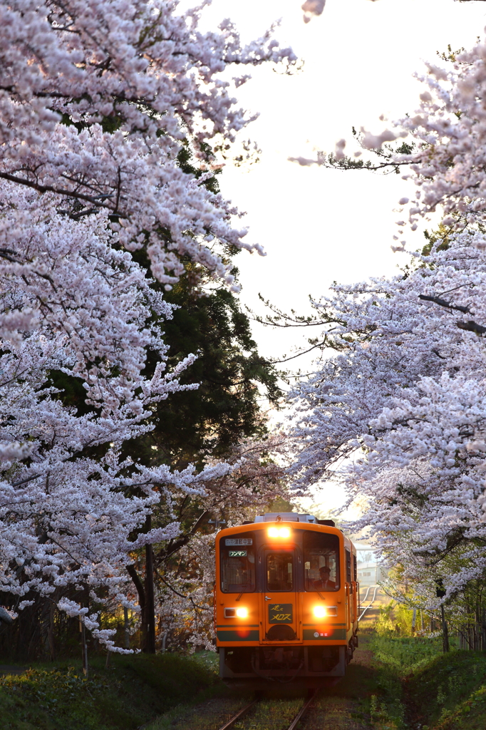 津鉄の桜II I