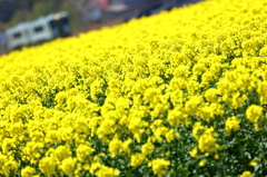 菜の花列車