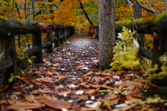 紅葉の奥入瀬渓流 44