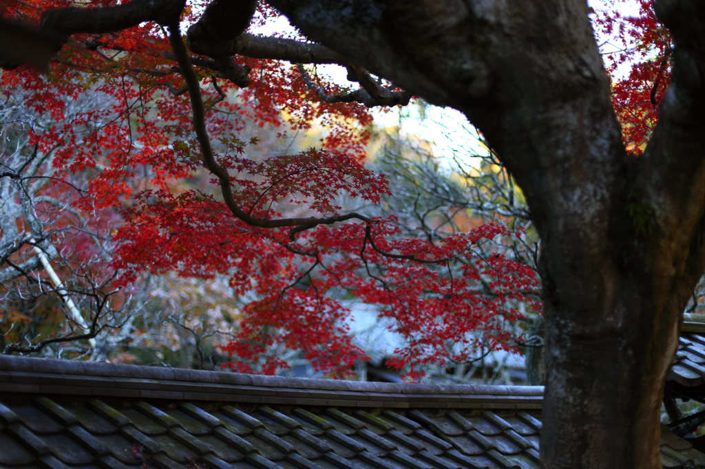 東慶寺の秋 02