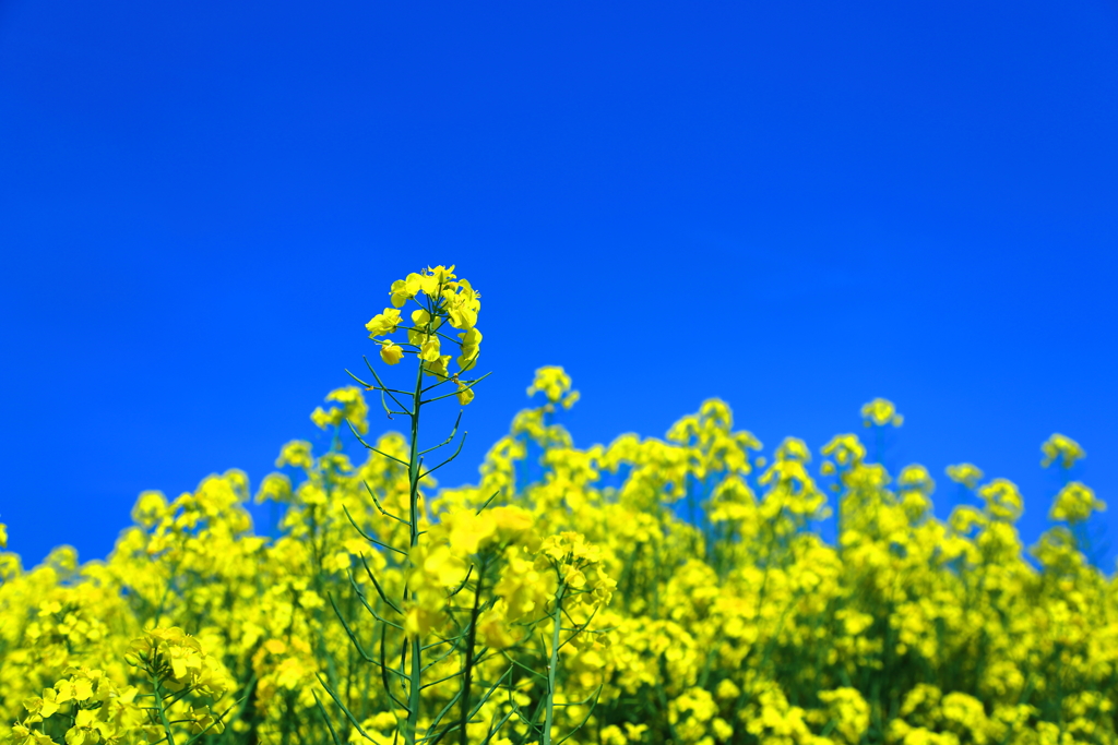 菜の花散歩 II
