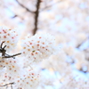 春の箱根 IV
