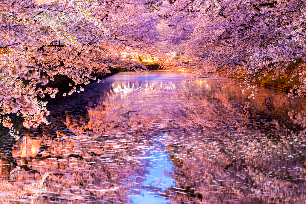桜演舞