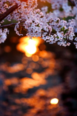 桜前線北上中 IX