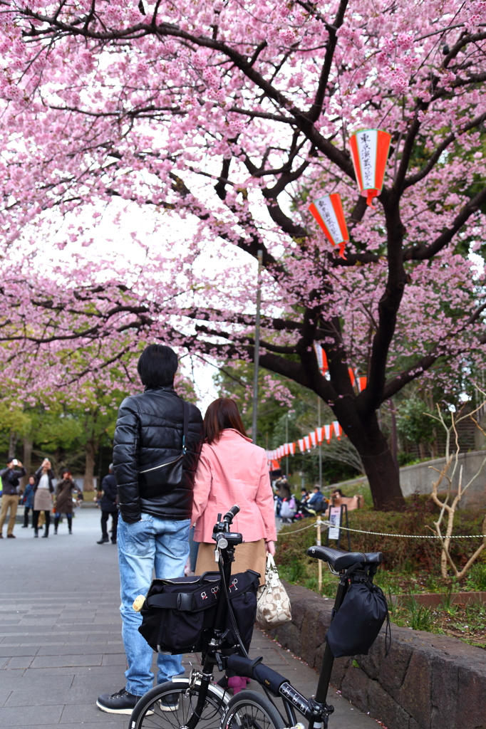 愛車と桜 I