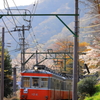 春の箱根 VII