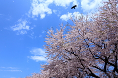 公園の桜 II