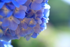 夜越山森林公園の紫陽花３