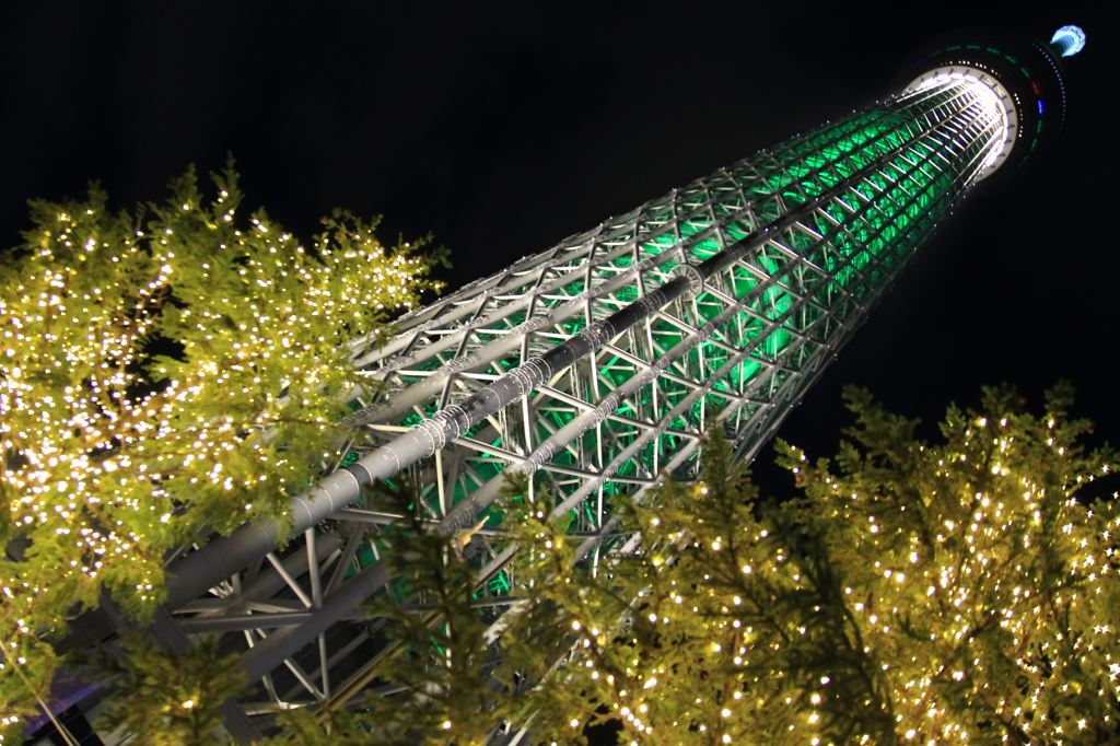 もみの木スカイツリー