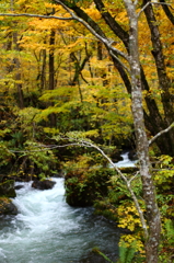 紅葉の奥入瀬渓流 31