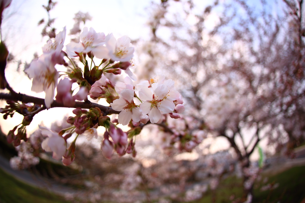 道端桜 VII