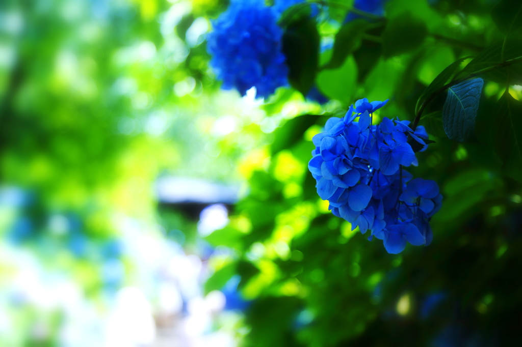 Hydrangea VII