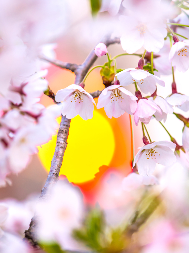盛岡・夜桜 IV