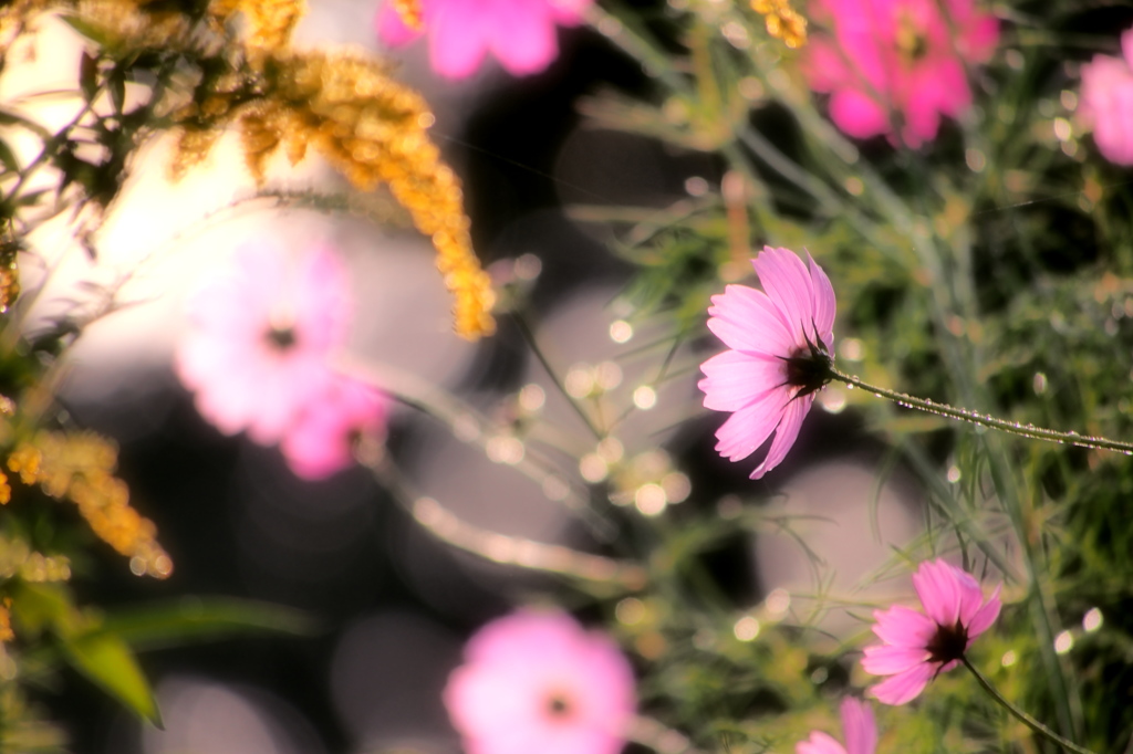 朝花 II