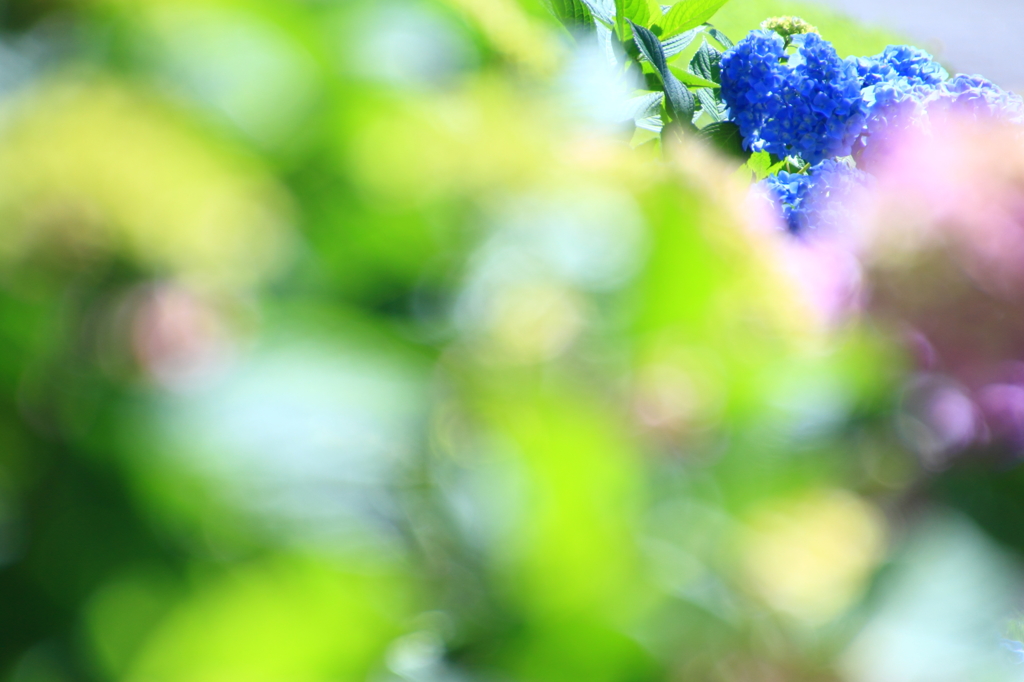 夜越山森林公園の紫陽花１