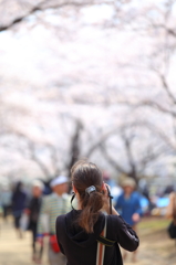 盛岡の桜 XV