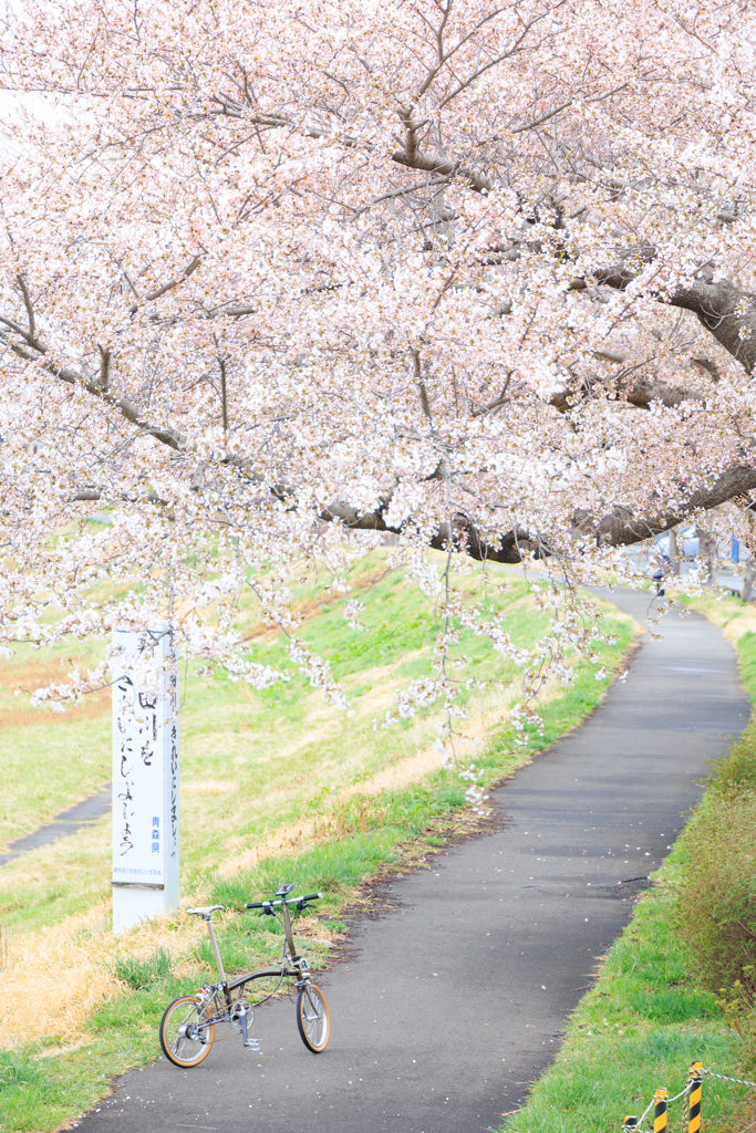 桜前線青森上陸 01