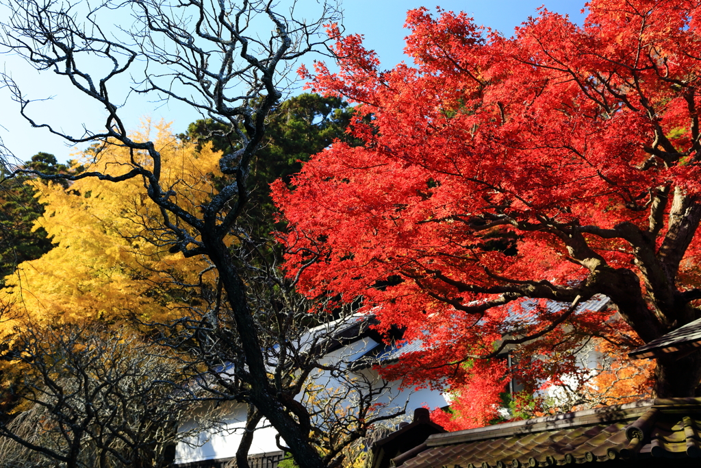 東慶寺の秋 I