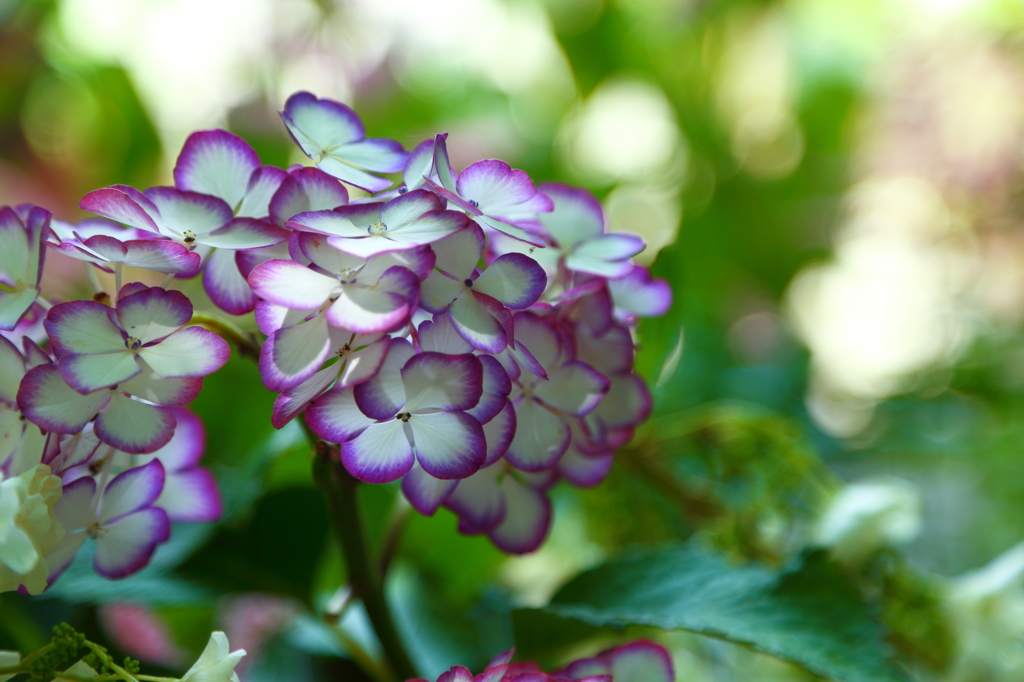 Hydrangea XIX