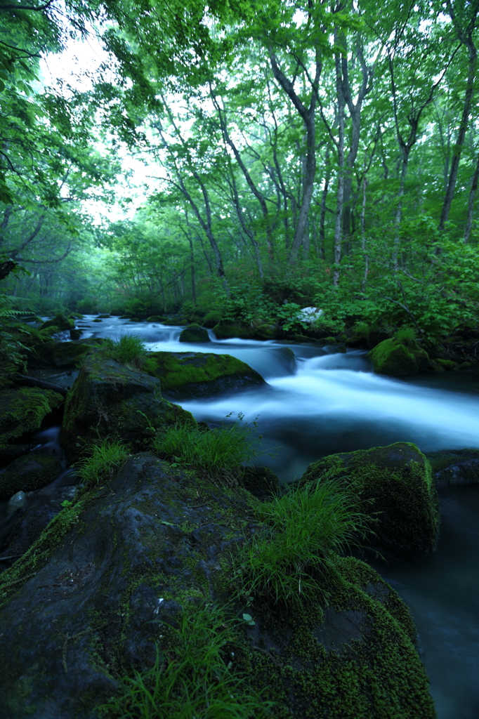 Green moss II