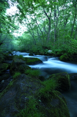 Green moss II