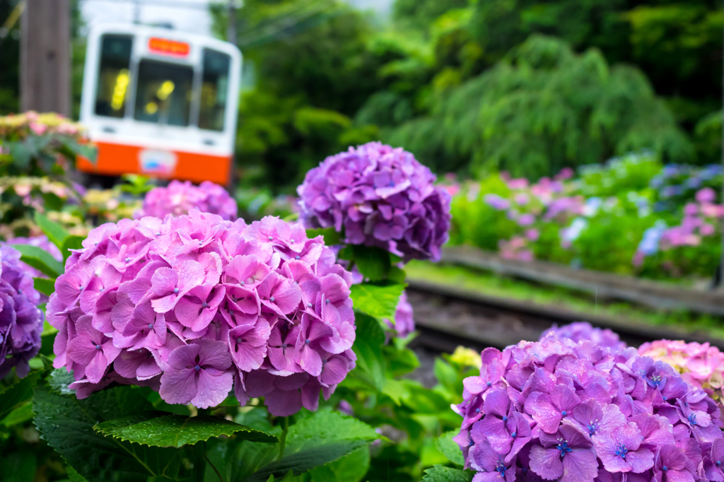 箱根あじさい電車 VI