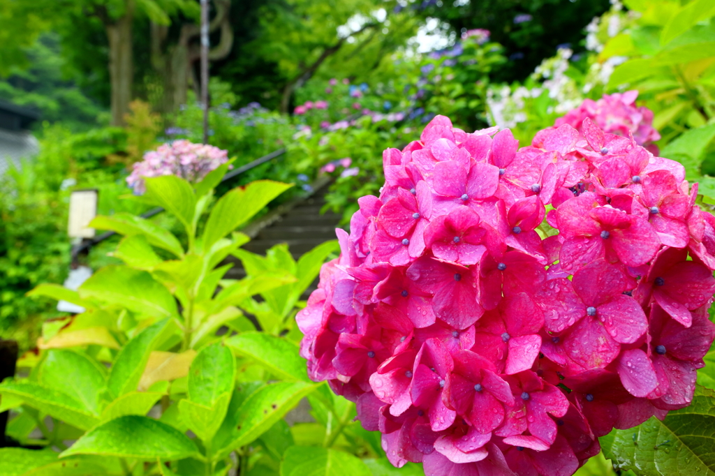 紫陽花・東慶寺 X