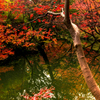 都会の紅葉 VI