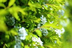 休日の春 XVIII 休日の春 XVIII