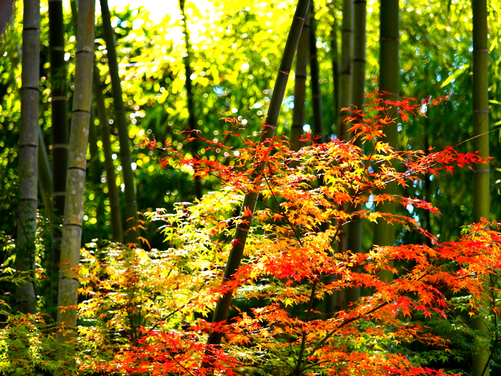 竹林と紅葉 I