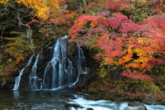 中野もみじ山の秋 V