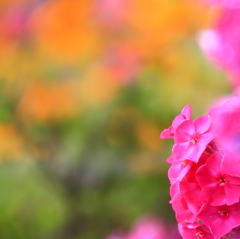 色とりどり・・・