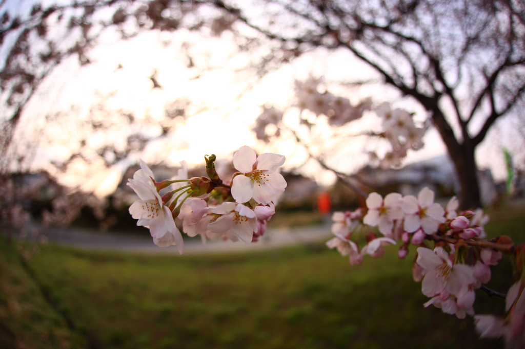 道端桜 II