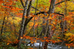 紅葉の奥入瀬渓流 50