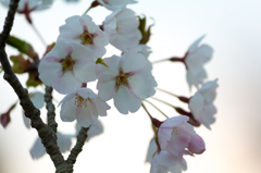 夕暮れのいちょう公園の桜 夕暮れのいちょう公園の桜