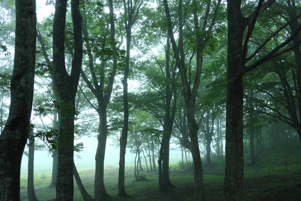Forest of fog IV