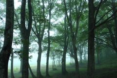 Forest of fog IV