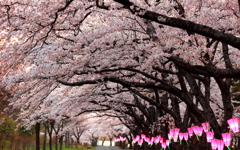 桜並木の帰り道