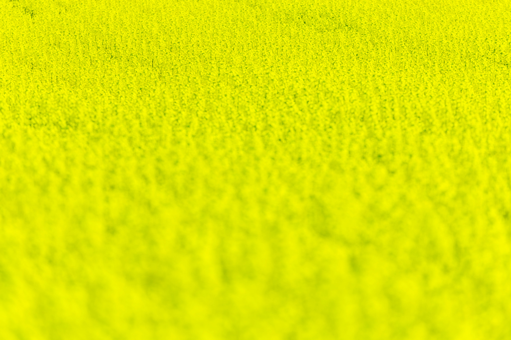 Yellow World V