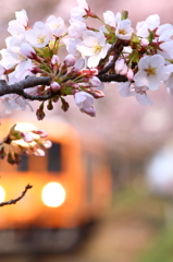 津鉄の桜 IV
