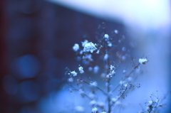 雪花