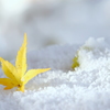 雪もみじ II