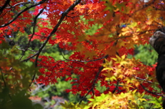 色づき始めの薬研渓流にて 色づき始めの薬研渓流にて
